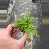 plant/White Rabbits Foot Fern starter plant growers choice-2-thumbnail
