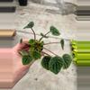 plant/Peperomia Green Ripple starter plant growers choice-1-thumbnail