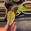 plant/Anthurium Lux X Rad hybrid-0-thumbnail