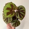 plant/Begonia Masoniana Iron Cross starter plant growers choice RR3-0-thumbnail