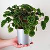plant/Peperomia Green Ripple starter plant growers choice-0-thumbnail