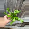 plant/Birds Nest “Leslie” Fern starter plant growers choice-1-thumbnail