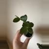 plant/Hoya Cumingiana-1-thumbnail