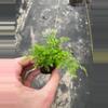 plant/White Rabbits Foot Fern starter plant growers choice-4-thumbnail