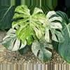 plant/Monstera white monster starter plant growers choice-0-thumbnail
