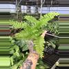 plant/Lace Fern starter plant growers choice-1-thumbnail