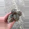 plant/Begonia Rex Jolly Silver starter plant growers choice-1-thumbnail