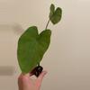 plant/Colocasia Violet Stem starter plant growers choice-1-thumbnail