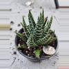 plant/Haworthia Margaritifera-0-thumbnail