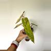 plant/philodendron billietiae variegated-0-thumbnail