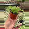 plant/Parvati Fern 2” pot growers choice-1-thumbnail