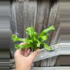 plant/Birds Nest “Leslie” Fern starter plant growers choice-2-thumbnail