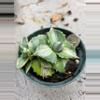 plant/Agave isthmensis variegated w/ pup-0-thumbnail