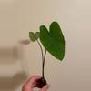 plant/Colocasia Violet Stem starter plant growers choice-3-thumbnail