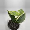 plant/Hoya Polyneura Jasminka-0-thumbnail