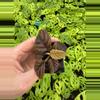 plant/Ardisia .sp starter plant growers choice-4-thumbnail