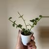 plant/Hoya Cumingiana-1-thumbnail