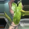 plant/Philodendron Bipen 'Violin'-1-thumbnail