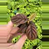 plant/Ardisia .sp starter plant growers choice-0-thumbnail