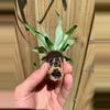 plant/Sugarloaf Pineapple starter plant growers choice-3-thumbnail