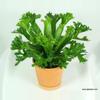 plant/Birds Nest “Leslie” Fern starter plant growers choice-0-thumbnail