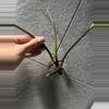 plant/Philodendron Patriciae-2-thumbnail