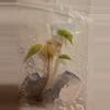 plant/Aurea Yucatan Princess and Variegated Longiloba pack-1-thumbnail