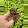 plant/Ardisia .sp starter plant growers choice-3-thumbnail