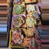 plant/Mystery imported succulents 1 pc-7-thumbnail