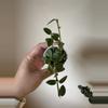 plant/Hoya Cumingiana-2-thumbnail