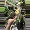 plant/Anthurium Dr. Tom Croat Inverse Crossing-1-thumbnail