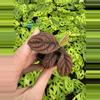 plant/Ardisia .sp starter plant growers choice-2-thumbnail