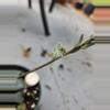plant/Haworthia Bayeri-1-thumbnail