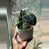 plant/Alocasia Polly-1-thumbnail