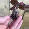 plant/Calathea Fasciata “Rotundiflora” starter plant growers choice-4-thumbnail