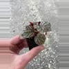 plant/Begonia Rex Jolly Silver starter plant growers choice-3-thumbnail