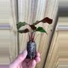plant/Calathea Fasciata “Rotundiflora” starter plant growers choice-3-thumbnail
