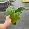 plant/Anthurium White Heart starter plant growers choice-2-thumbnail