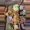 plant/Mystery imported succulents 1 pc-4-thumbnail