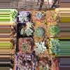 plant/Mystery imported succulents 1 pc-8-thumbnail