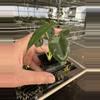 plant/Alocasia frydek cultivar “white vein” starter plant growers choice-4-thumbnail
