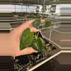 plant/Alocasia frydek cultivar “white vein” starter plant growers choice-5-thumbnail