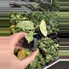 plant/Monstera white monster starter plant growers choice-4-thumbnail