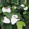 plant/Anthurium White Heart starter plant growers choice-0-thumbnail