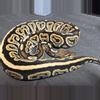 plant/Black Pastel DBL het Hypo Candy/Albino pos het Pied-2-thumbnail