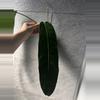 plant/Philodendron Patriciae-1-thumbnail