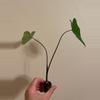 plant/Colocasia Violet Stem starter plant growers choice-2-thumbnail