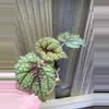 plant/Begonia Masoniana Iron Cross starter plant growers choice RR3-1-thumbnail