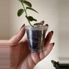 plant/Hoya Cumingiana-2-thumbnail