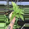 plant/Lace Fern starter plant growers choice-4-thumbnail